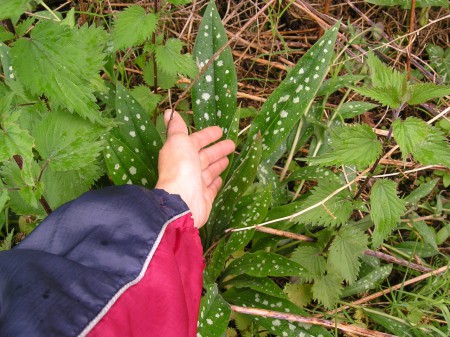 quelle taille ! vous l'avez reconnue ?
